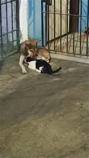 ✨The colostrum is the first milk a mother gives her puppies🐕the first hours after giving birth🐶