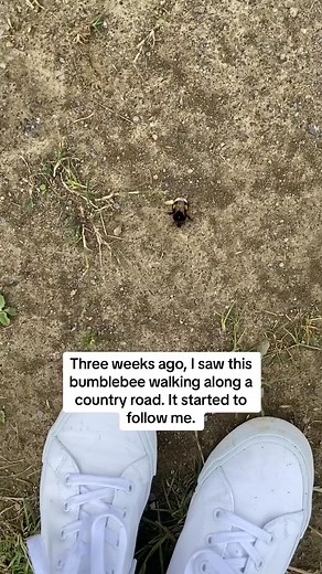 The most adorable bee story that you'll see today 🥹🐝 #savethebees #bumblebee #beekeeping #beerescue #naturelover #nature | Bees Are Awesome