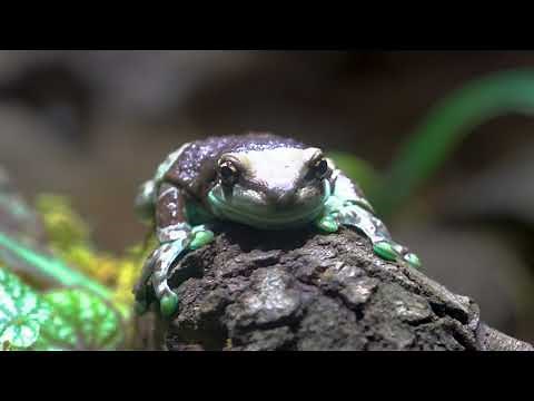 Creature Closeups: Amazon Milk Frogs | California Academy of Sciences