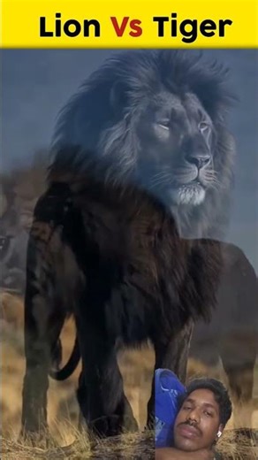 Lion Vs Tiger!! “Lion ki 7 Qisam | Black Lion, White Lion aur African King 👑” #facts #lion #shorts