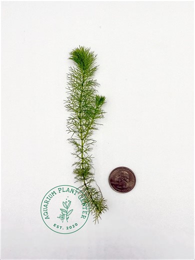 Myriophyllum Sp. Mini Guyana, Live Aquarium/aquatic/midground/background/nano Tank/stem Planted Tank,aquascape - Etsy