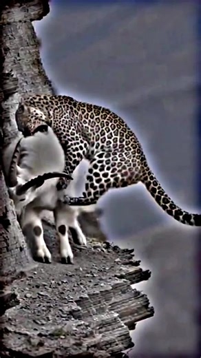 Amazing Tiger Encounters You Won't Forget