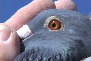 9.9K views · 1K reactions | Evaluating Pigeon Eye Sign By Dr. Lamberton | Pigeon Kuif | Facebook