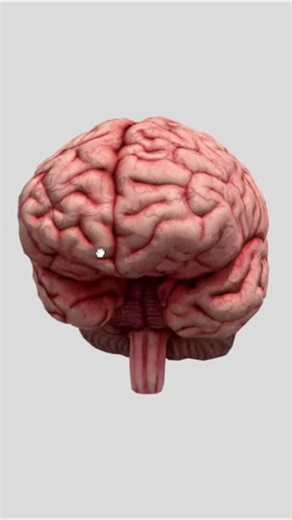Human Brain Working🤔 #science #brain #neuroscience #anatomy #biology #3danimation #studywith3d