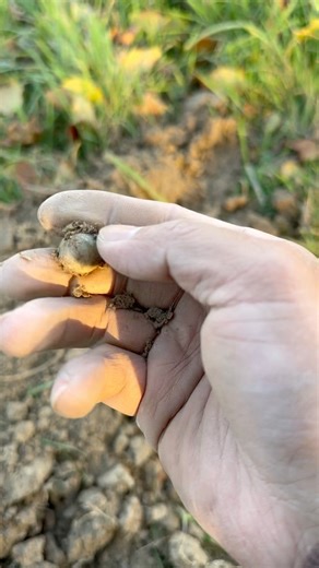 musket ball sometimes hard work 😔