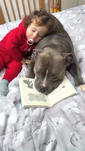 Haven't you read our first book yet? 🤭😱 you can find it on amazon!!!! Second one coming out soon!!!! . . #americanbully #doglovers #fyp #doggo #funny #puppy #reels #viral #dog #fypシ #bullyuk #baby #fundog #bully #fypage #cutedog #babygirl #foryou | G00D View