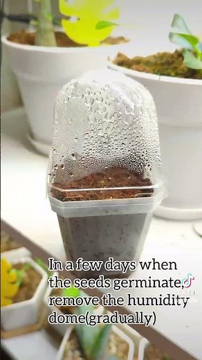 How to Grow Eucalyptus from Seed 💚🌱 #eucalyptus #growfromseed #seedstarting