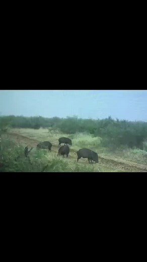 xinfraredhunting6 on TikTok