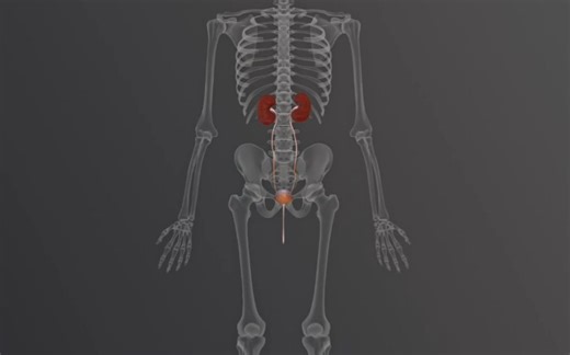 【3D演示】泌尿系统（原版+字幕版）