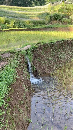 2.4K views · 46 reactions | Rice Fields in Subang Village, West Java, Indonesia, The Water is Very Clear. Sawah Pedesaan Subang di Pagi Hari #alam #nature #indonesia | Syarif Nova | Facebook