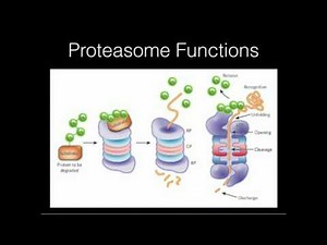 Proteasome Function