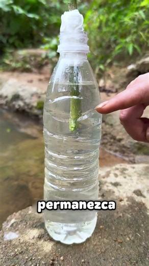 The best METHOD to propagate LEMONS in 30 days 🍋🌱