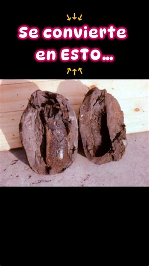 Este pez esta muerto 💀 #cosasquenosabias #sabiasque #datoscuriosos s