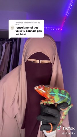 Chameleon Care Tips from a Colorful Encounter