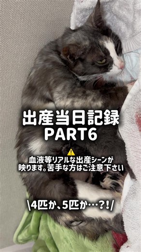 ここまで全部の動画見てくれた方いたら凄い🥹🙏❤️ #猫 #cat #出産 #ねこ #国際結婚