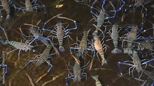 Giant Freshwater Prawn in pond (Macrobrachium rosenbergii), shrimp farm