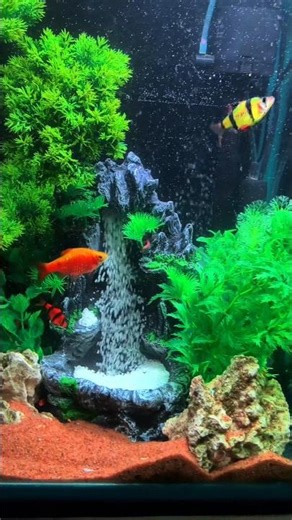 Old Aquarium Tank Transformation | Full Tank Renovation & Setup | Aquatic Siliguri