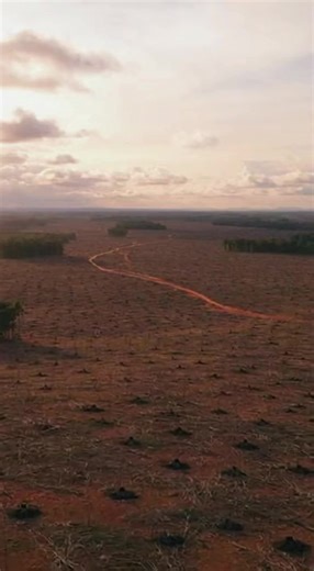 In Brazil, robotic systems are planting up to 1,800 trees per hour, dramatically accelerating reforestation. These robots work alongside geotagging drones that monitor growth, survival rates, and soil conditions. The technology allows large-scale forest restoration in areas too dangerous or remote for humans, helping combat climate change and biodiversity loss more efficiently. Important Details: • Robots plant up to 1,800 trees per hour • Drones monitor growth via geotagging • Enables rapid lar