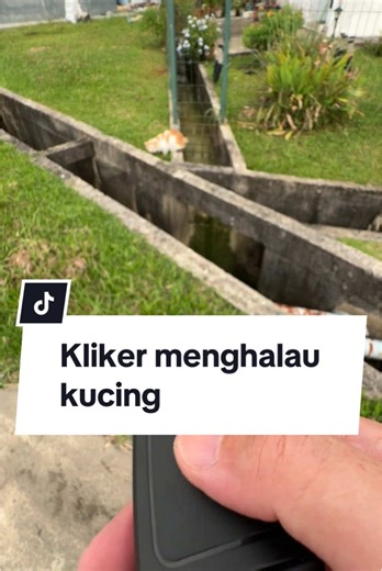 Kliker menghalau kucing. Sport performance and sport injury therapy. Nfc digital business card. @digitalbusinesscard.bwn @Sport Performance Massage2.BWN