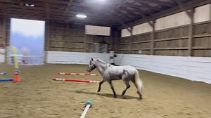Prince free lunging after Shiloh’s lesson. We thought she would get a kick out of it! She definitely did! #FlyingFree #MakingADifference #EquineAssistedServices #TherapeuticRiding #BetterTogether #Volunteer #HorsesHelpingHumans #TransformingLives | Flying Free Therapeutic Riding Center, Inc. | Facebook