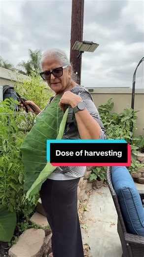 Pateed (Patod) Leaves Harvesting from My Garden