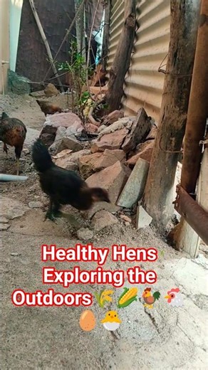 Hens Letting Out – Morning Natural Routine🔥🌾🌽🐓🐔🥚🐣#viral #video #trending #farming #shorts #shortvide