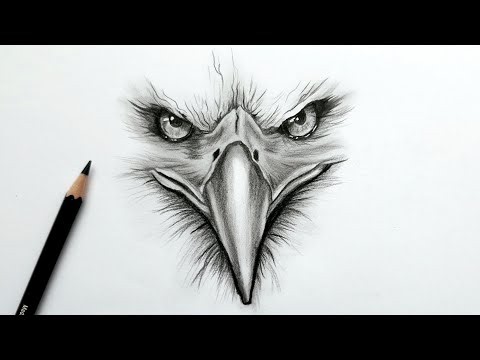 How to Draw a Realistic Eagle Face with Pencil | Step by Step