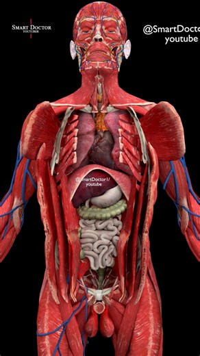 Smart Doctor | Inside the Human Body — A Mind-Blowing 3D Reveal 🔥 . . Step inside the human body like never before. This 3D animation reveals every major... | Instagram