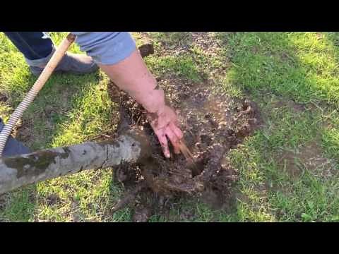 How to wash tree roots for proper planting