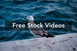 Bird Cartoon Videos, Download The BEST Free 4k Stock Video Footage & Bird Cartoon HD Video Clips
