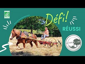 Farming with horses: making hay in the traditional way in Brittany"