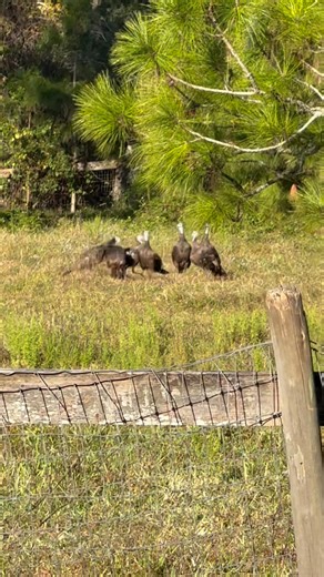 Morning | Mike Robare