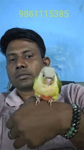 Pineapple conure hand tame for sale