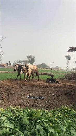 High oxygen the bulls help with theh chaff cutter msachine#bullfarm #viralvideos #shortvideo#shorts