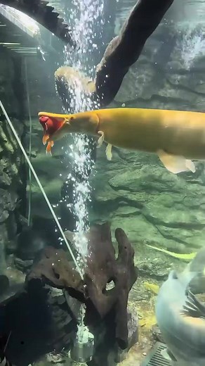 Alpha Predators: Monster Fish Hangout in the Mega Tank! 🐟 #MonsterFish #PredatorFish #MegaTank #Snakehead #Channa #AquariumHobby #FishKeeping | AQUA VISTA