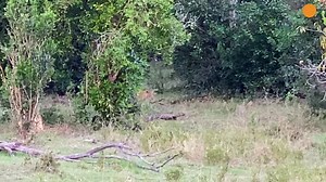 What an unbelievable sighting of a Leopard and a Python in a full-on brawl for survival. In the wild, it comes down to “survival of the fittest”, and with these two very diverse species going head to head, this action-filled sighting kept the visitors on the edge of their seats! | Wild Tings