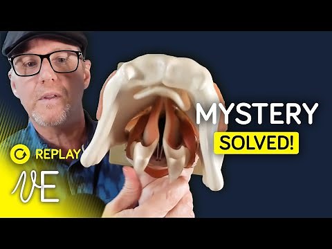 Unlock the Mystery of False Vocal Folds! | #DrDan 🔁
