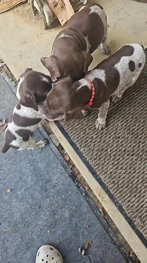 Puppies at play | Windfall Farms