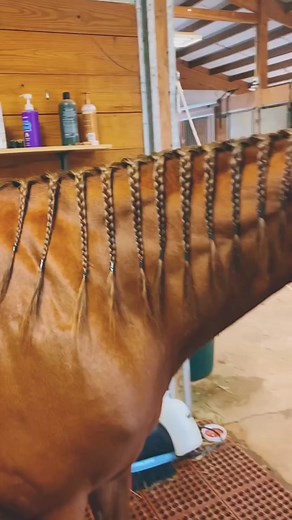 Braiding a barrel horse and getting a mane to grow long… anyone else braid their horses regularly? ✨ ✨ ✨ ✨ #barrelhorses #barrelhorse #barrelracing #horsetok #horse #horses #barrelracer #barrelracingtok #barrelracerland #fyp #foryou #foryoupage #braids #braidstutorial #mane #horsemane #horsemanecheck #horsecheck #barrelhorsetok