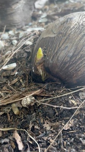 Coconuts grow fast! Growing coconut palms in sub tropical climates. #Daytona Daytona Beach, Florida
