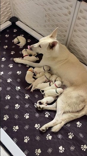4 day old AKC white German shepherd puppies