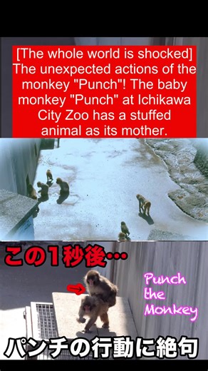 Surprising Actions of Baby Monkey Punch at Ichikawa Zoo
