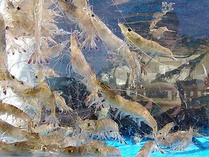 Chinese white shrimp - Alchetron, The Free Social Encyclopedia