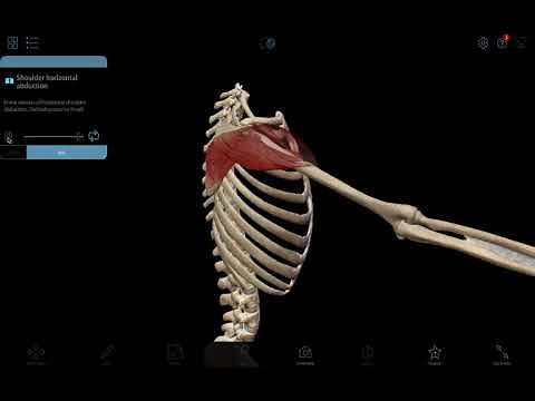 Shoulder Horizontal Abduction
