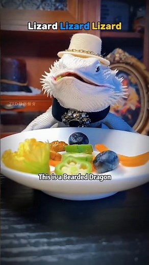 Reptile Lizards #lizard #shorts