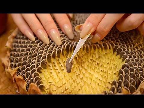 ASMR of a Sunflower Head (No Talking)