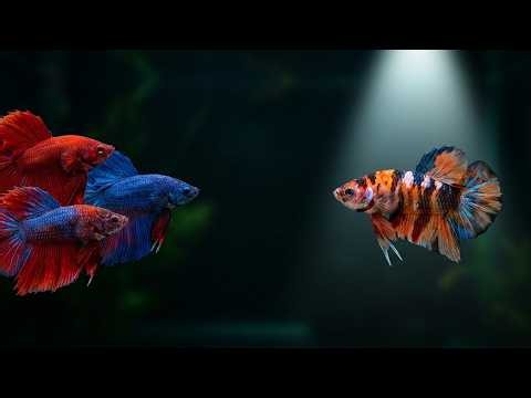 Types of Betta Fish You Should Know in 2026 | Complete Visual Guide