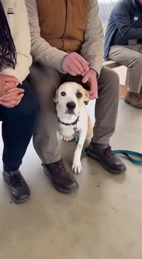 When dogs choose their humans… magic happens#petbehub #petlove #dogsoftheday #catlover