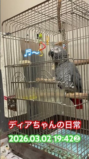 パッパッパァ⤴️#ヨウム 【ディアちゃん】#parrot 20260302夜❷
