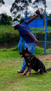 1.5M views · 10K reactions | German shepherd obedience #dogtrainer | Baxton DOG Training Academy | Facebook